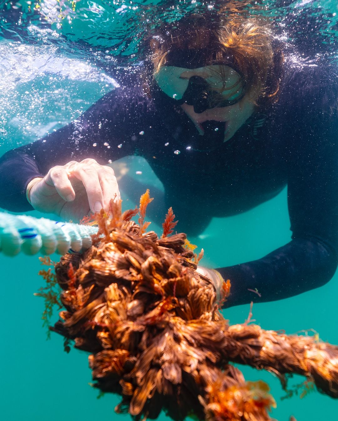 Fremantle Seaweed’s Mission to Combat Climate Change